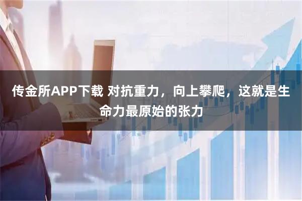 传金所APP下载 对抗重力，向上攀爬，这就是生命力最原始的张力
